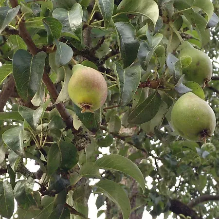 Wachholz, * Τσέλε